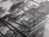Forest Shadows, Tall Pines, Natural Light, Framed Canvas Print, woodland landscape, rustic cabin decor, autumn forest art