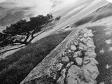 Coastal Path, Nature Trail, Windswept Tree, Framed Canvas Print, Rustic Landscape Art, Minimalist Decor, Bedroom Wall Art, Fall Vibes