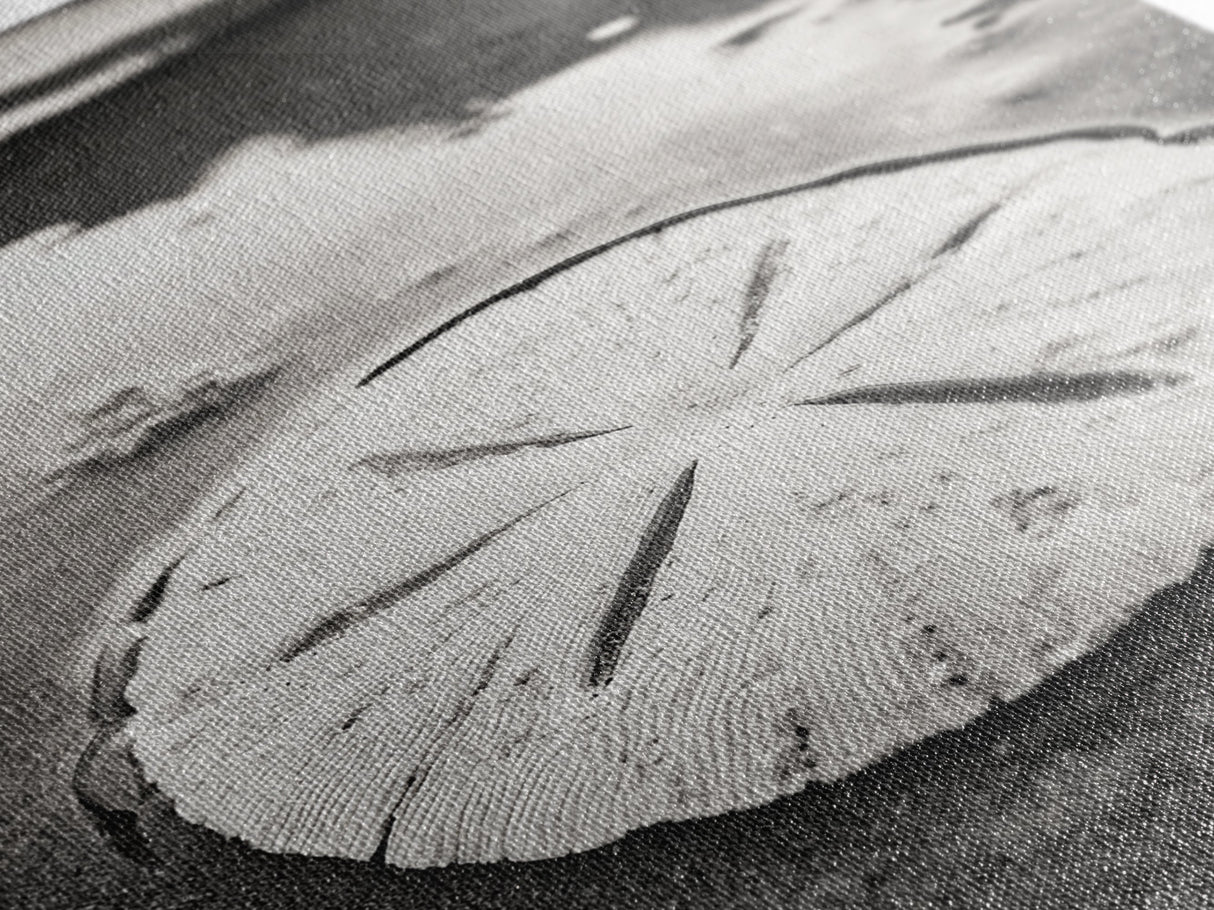 Sand Dollar, Coastal Shore, Ocean Shell Print, Canvas Print, Beachcomber Wall Art, Seaside Bathroom Decor, Nautical Nature Photography