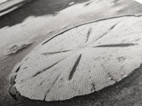 Sand Dollar, Coastal Shore, Ocean Shell Print, Canvas Print, Beachcomber Wall Art, Seaside Bathroom Decor, Nautical Nature Photography