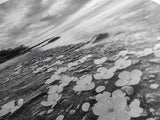 Flower Shore, Peaceful Beach, Moody Sky, Petal Scape, Framed Canvas Print, romantic beach art, bedroom decor, black and white floral print