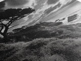 Coastal Pines, Rocky Shore, Windswept Tree, Wild Ocean Framed Canvas Print, rustic cabin art, black and white beach wall decor