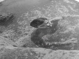 Swimmers, Summer Water, Beach Moment, Candid Photography, Framed Canvas Print, Bathroom Wall Art, Youthful Energetic Decor