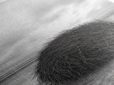 Windswept Beach Nest, Natural Sculpture, Driftwood Ball, Solitude Scene, Canvas Print, Minimalist Wall Art, Neutral Bedroom Decor