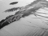 Reed Grass, Gentle Breeze, Black and White Nature, Canvas Print, Minimalist Wall Art, Tranquil Lake Scene, Bedroom Decor