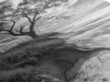 Coastal Tree Scene, Wind Swept Dune, Ocean Beach Horizon, Autumn Coastal Wall Art, Framed Canvas Print, Nature Lover Home Decor