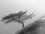 Leaning Tree Path, Soft Fog Scene, Calm Landscape, Canvas Print, Serene Entryway Wall Art, Nature Photography, Minimalist Decor