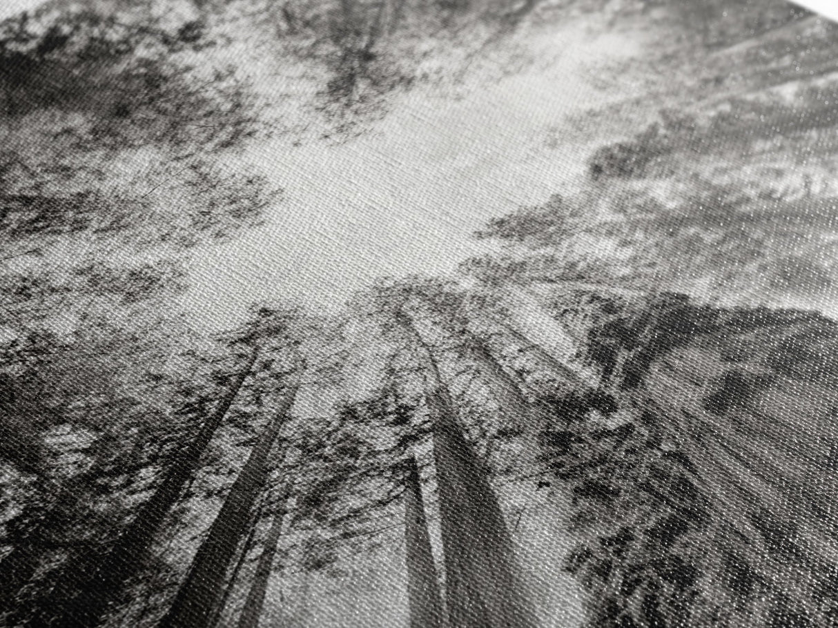 Redwood Canopy Sky, Majestic Forest Trees, Vertical Nature Scene, Framed Canvas Print, Wilderness Wall Art, Lodge or Den Decor