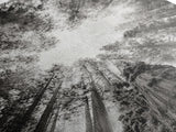 Redwood Canopy Sky, Majestic Forest Trees, Vertical Nature Scene, Framed Canvas Print, Wilderness Wall Art, Lodge or Den Decor