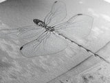 Dragonfly Beach Art, Detailed Insect Wings, Nature Wall Decor, Framed Canvas Print, Boho Bedroom Art, Minimal Wildlife Photography