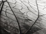 Macro Insect Wing, Abstract Nature Texture, Modern Neutral Wall Decor, Framed Canvas Print, Office Art, Monochrome Macro Photography