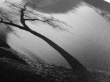 Curved Tree, Still Lake, Moody Landscape, Framed Canvas Print, Modern Nature Photography, Fall Home Decor, Living Room Art
