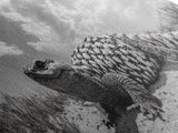 Desert Lizard, Reptile Closeup, Sunbaked Texture, Canvas Print, Wildlife Photography, Bold Wall Art, Southwestern Living Room