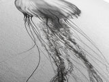 Jellyfish, Ocean Flow, Underwater Beauty, Canvas Print, Marine life wall decor, Coastal bathroom art, Minimalist ocean art, Black and white