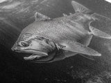 Underwater Fish, Lake Trout, Black and White Ocean, Framed Canvas Print, Coastal Bathroom Art, Fisherman Gift, Nautical Wall Decor