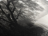 Mangrove Forest, River Flow, Rooted Stillness, Canvas Print, Zen Office Decor, Moody Jungle Art, Monochrome Nature Print