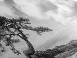 Windswept Tree, Coastal Nature, Ocean Cliff View, Framed Canvas Print, Zen Wall Art, Minimalist Decor, Calm Living Room Accent