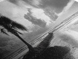 Solitary Palm Tree, Ocean Storm, Moody Landscape, Beach Wall Decor, Framed Canvas Print, Coastal Living Room Art, Monochrome Photography