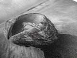 Seashell Closeup, Beach Photography, Ocean Minimalism, Canvas Print, Bathroom Wall Art, Coastal Modern Decor, Nautical Neutral Art