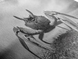 Closeup Crab, Coastal Creature, Dramatic Sand, Framed Canvas Print, Beach Wall Art, Nautical Bathroom Decor, Ocean Nature Photo