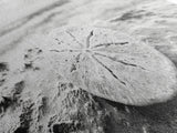 Sand Dollar, Ocean Shore, Calm Waters, Canvas Print, Coastal Wall Art, Minimalist Bathroom Decor, Seashell Beach Photography