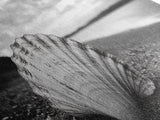 Shell on Shore, Monochrome Coastal, Canvas Print, Boho Wall Art, Bathroom Wall Decor, Natural Beach Aesthetic, Ocean Inspired Art