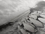 Scallop Shell Cluster, Dune Beach Scene, Canvas Print, Coastal Kitchen Decor, Minimalist Shell Wall Art, Natural Beach Aesthetic