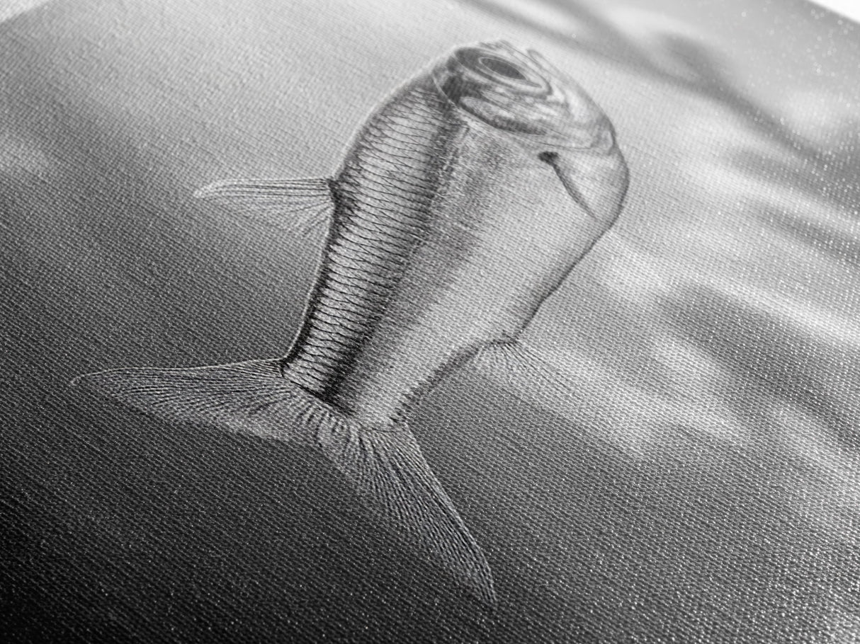 Silver Fish Closeup, Underwater Life, Marine Wildlife Art, Black and White Framed Canvas Print, Coastal Bathroom or Den Wall Art