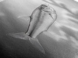 Silver Fish Closeup, Underwater Life, Marine Wildlife Art, Black and White Framed Canvas Print, Coastal Bathroom or Den Wall Art