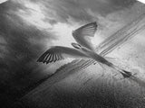 Winged Bird Beach, Coastal Sunrise, Dramatic Flight, Canvas Print, Beach House Decor, Living Room Wall Art, Nature Photography