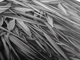 Textured Leaves, Monochrome Nature, Abstract Pattern, Botanical Wall Art, Framed Canvas Print, Modern Bedroom Art, Minimalist Decor