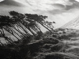 Windswept Pines, Stormy Sea, Moody Coastal Scene, Framed Canvas Print, Rustic Nature Decor, Bedroom Wall Art, Autumn Vibes