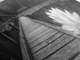 Water Lily, Peaceful Pond, Wooden Dock, Framed Canvas Print, Zen Wall Art, Meditation Room Decor, Black and White Nature Art