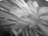 Soft Bloom, Desert Cactus Flower, Close-Up Botanical, Modern Black White Art, Framed Canvas Print, Bathroom Wall Art, Nature Photography