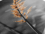 Autumn Grass, Botanical Print, Nature Photography, Single Stem, Canvas Print, Fall Wall Art, Neutral Home Decor, Minimalist Living Room Art