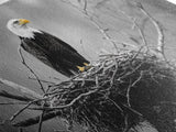 Bald Eagle, Monochrome Nature, Wildlife Photography, Fierce Majesty, Framed Canvas Print, Office Wall Art, Black White Bold Bird Scene