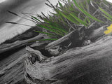 Wild Bloom, Yellow Flower, Driftwood and Grass, Moody Beach Scene, Framed Canvas Print, Autumn Wall Art, Nature Decor, Cozy Home Accent