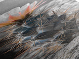 Cactus Bloom Desert Art Framed Canvas Print | Southwest Wall Art | Wildflower Painting | Botanical Prints | Boho Art | Nature Decor | Gift Idea
