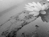 Lotus, Zen Wall Art, Minimalist Art, Coastal Landscape Art, Wabi Sabi Art, Panoramic Art, Moody Art, Framed Canvas Print