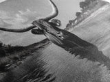 Longhorn in Water, rustic art, western decor, bull and bear art, cowboy wall art, farmhouse art, panoramic art, Framed Canvas Print