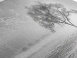 Solitary Tree, Minimalist Art, Landscape Painting, Oak Tree Art, Extra Wide Art, Moody Art, Wabi Sabi Wall Art, Framed Canvas Print
