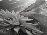 Cactus Bloom, botanical prints, wildflower painting, nature art, scenic mountain landscape, rustic wall art, southwest decor, Framed Canvas Print