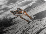 Desert Wolf, Wildlife Painting, Moody Art, Southwest Wall Art, Rustic Decor, Nature Scene, Canvas Print, Farmhouse Art