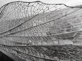 Dragonfly Wing, nature photography, moody art, wabi sabi art, minimalist art, botanical prints, framed canvas print, rustic wall art