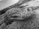 Lizard art, wildlife photography, moody art, desert decor, black and white photography, wabi sabi wall art, framed canvas print, unique gift