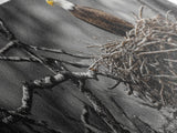 Bald Eagle, Nature Wall Art, Rustic Art, Wildlife Photography, Bird Art, Above Sofa Art, Panoramic Art, Framed Canvas Print