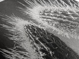 Desert Cactus, southwest wall art, moody art, Joshua tree art, extra wide wall art, nature photography, framed canvas print
