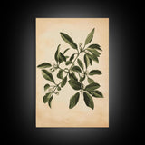 Mistletoe Canvas Print - Framed Canvas - Minimalist Christmas Art - Boho Christmas Art - Rustic Christmas Art