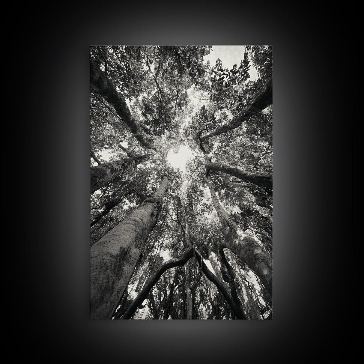 Tree Canopy, Forest Light, Upward View, Canvas Print, Woodland Wall Art, Living Room Decor, Nature Perspective Photography