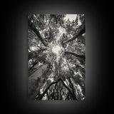 Tree Canopy, Forest Light, Upward View, Canvas Print, Woodland Wall Art, Living Room Decor, Nature Perspective Photography